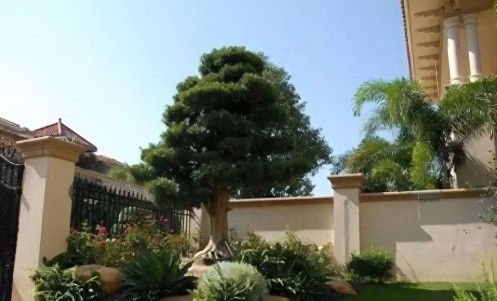 庭院一般种几棵树吉利