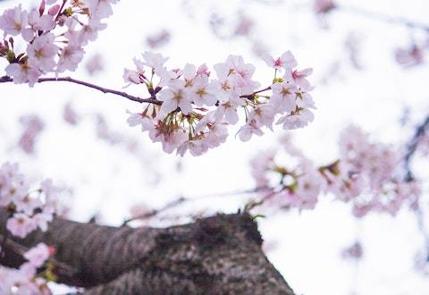 命犯桃花是什么意思