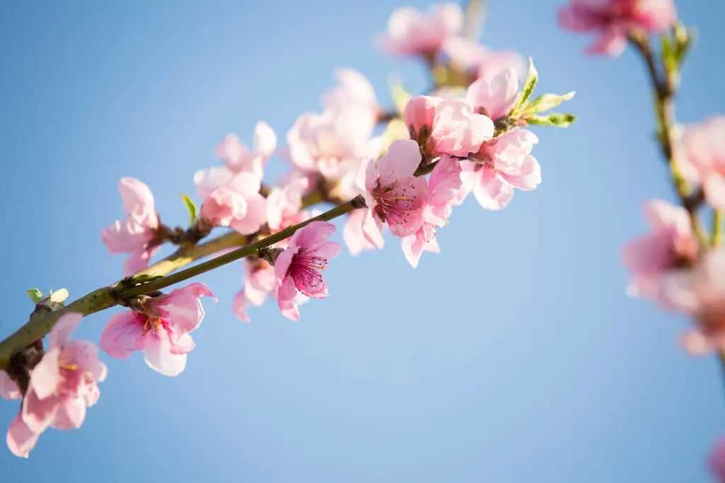 桃花在八字中代表什么意思