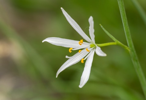 百合花在风水学上有什么讲究