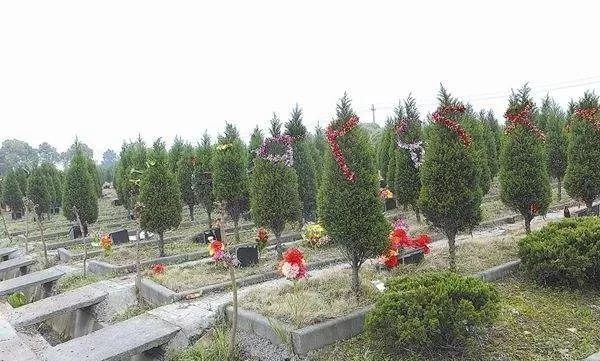 坟前栽树有什么讲究