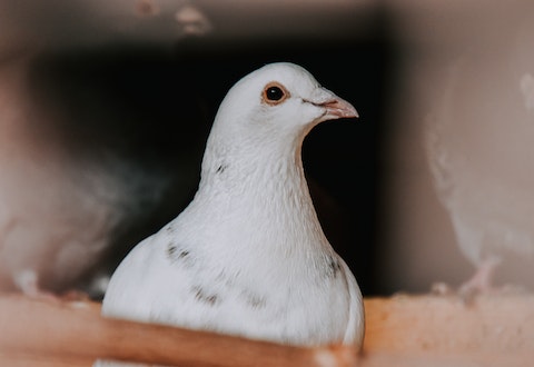 养鸽子对人的运气好不好