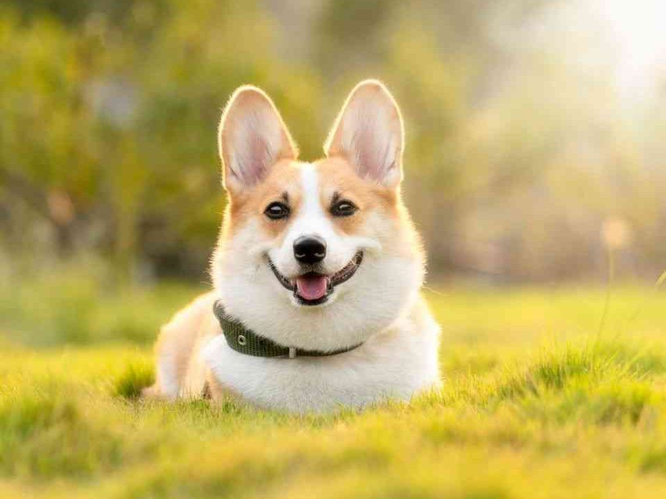 家里来狗是什么征兆