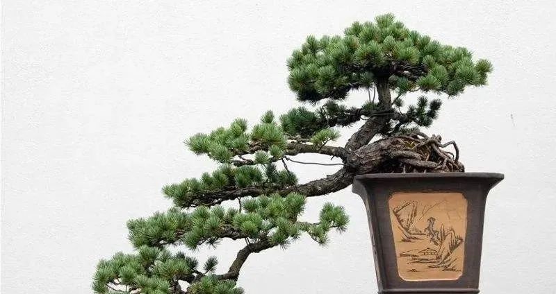 罗汉松养家里不吉利