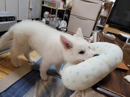 白狗在风水上有什么讲究（白狗招财还是破财）