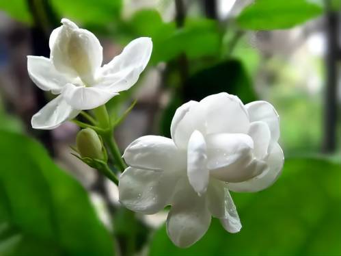 家里养茉莉花风水好吗（吉利吗）