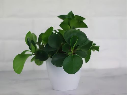 碧玉花的风水寓意（碧玉花可以养在家里吗）