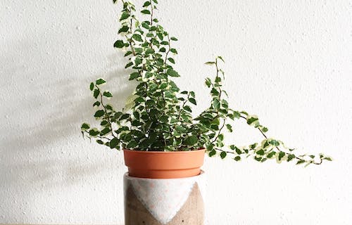 门口放什么植物好风水