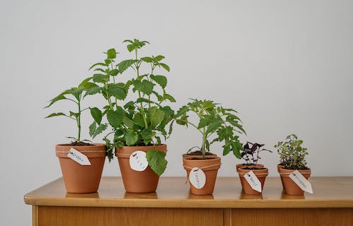进门放什么植物风水好