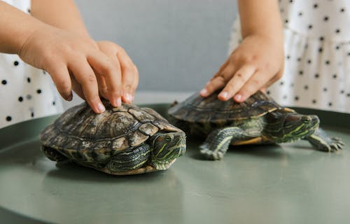 办公室养龟的风水有什么讲究