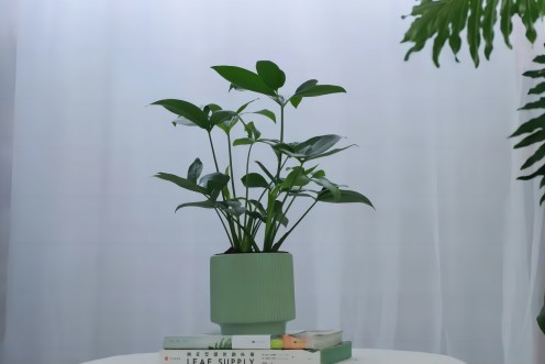 办公室绿植摆放位置风水讲究
